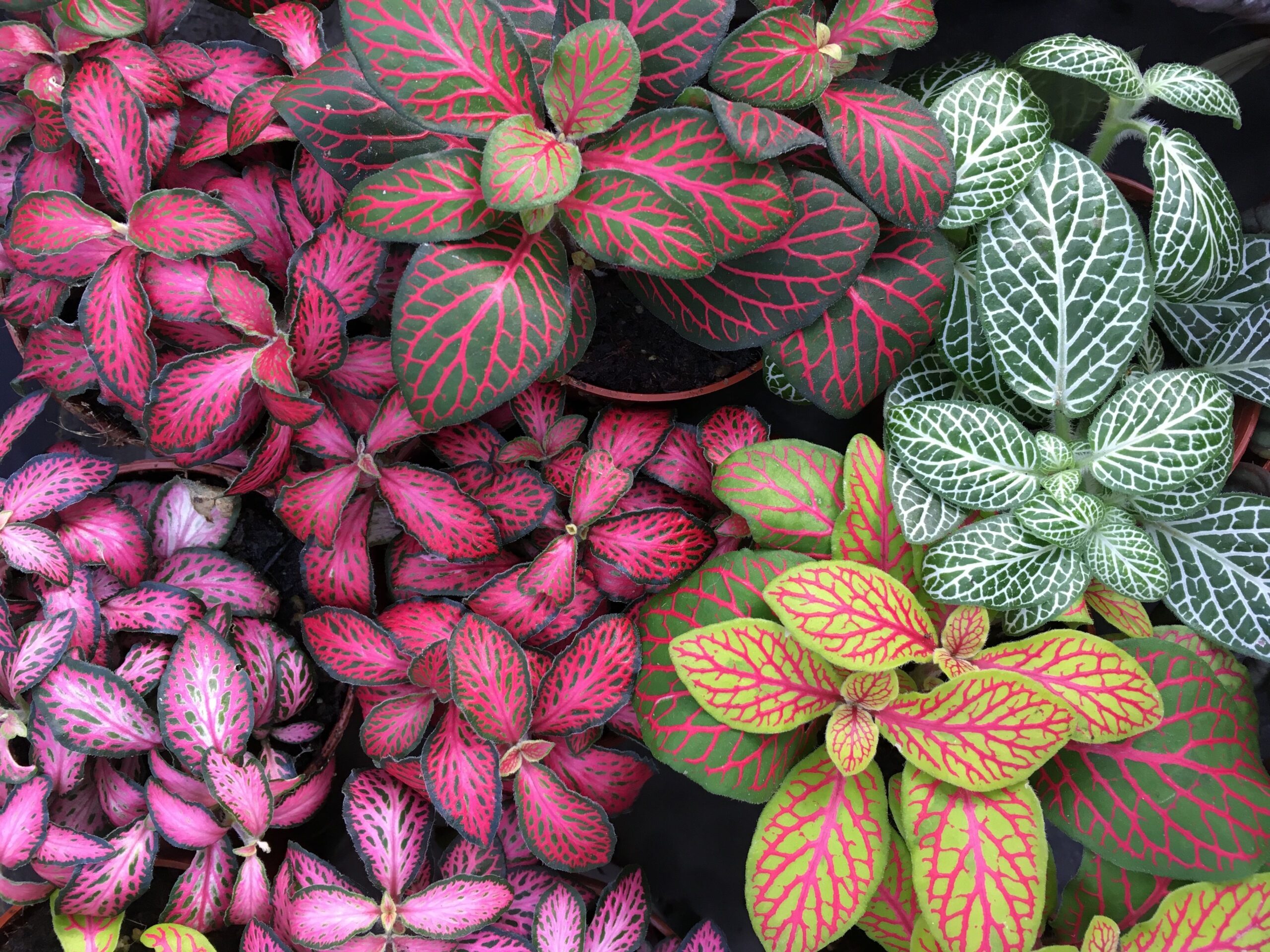 plantas que não precisam de flor para ter cor