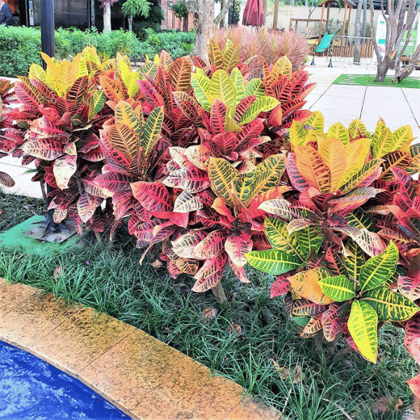 plantas tropicais de folhagem colorida