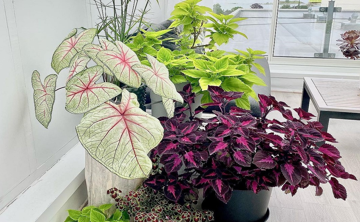 plantas com folhas vermelhas