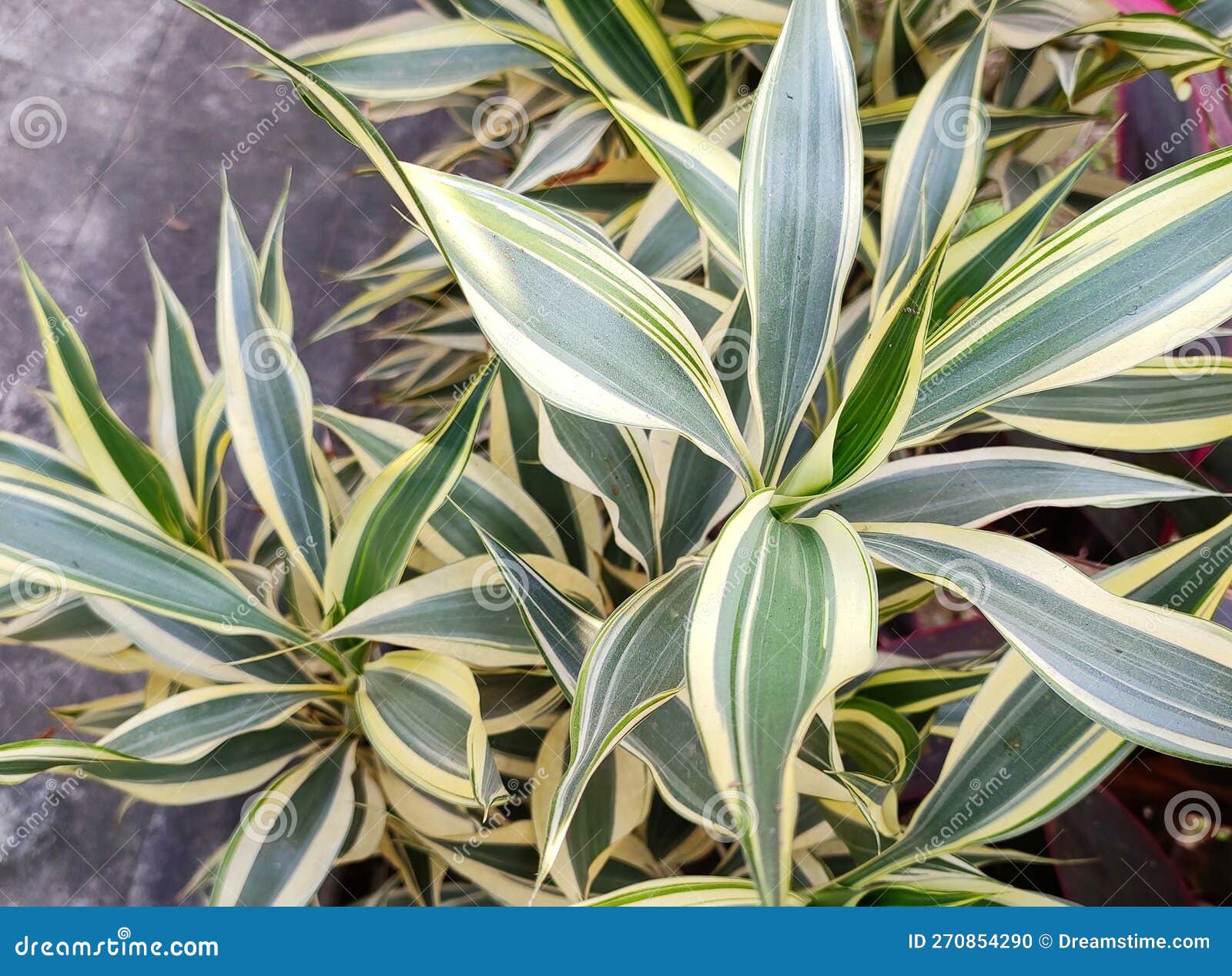 plantas com folhas ornamentais