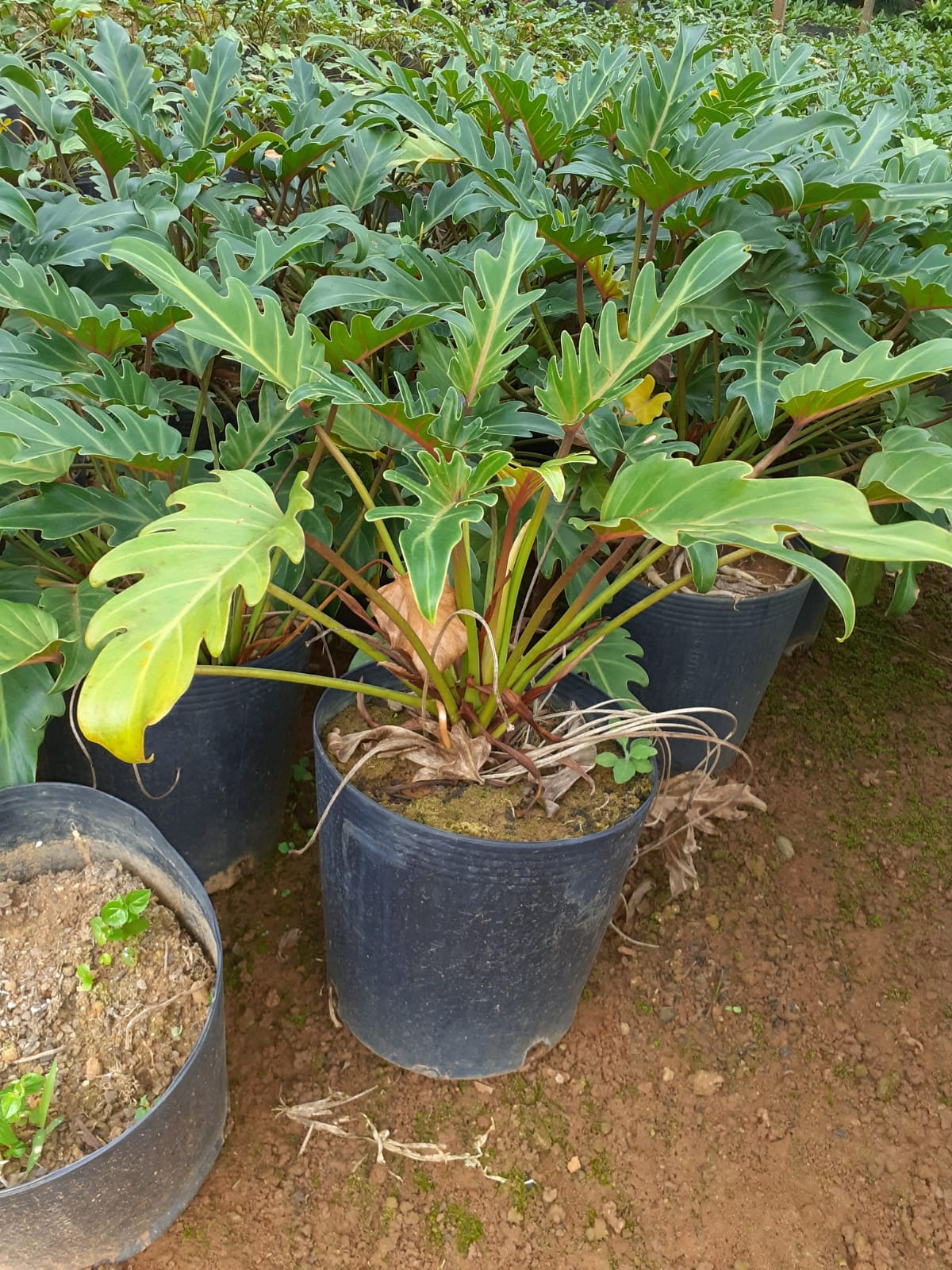 plantas com folhas ornamentais