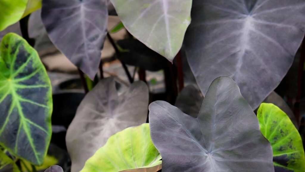 plantas de sombra com folhagem roxa