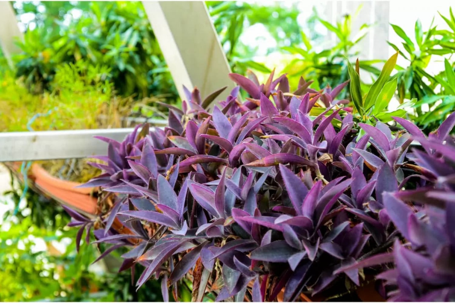 plantas roxas para jardim