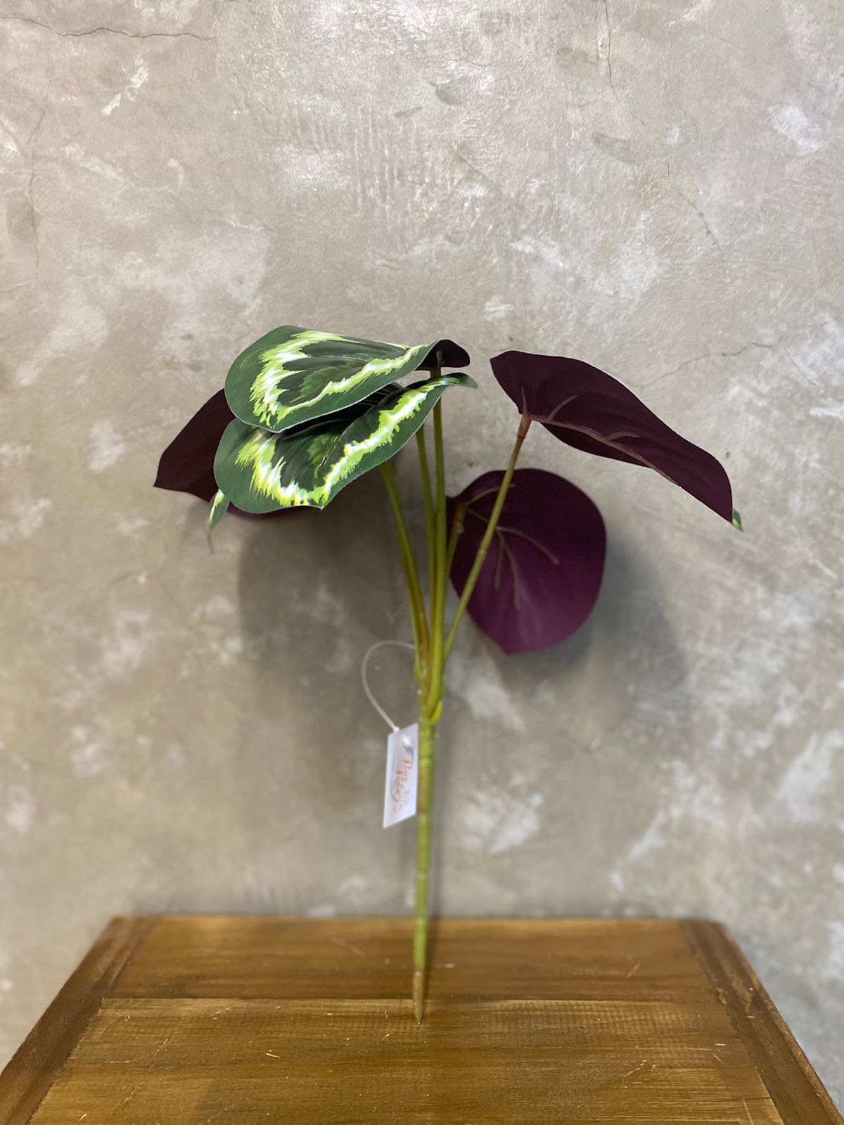 plantas de sombra com folhagem roxa