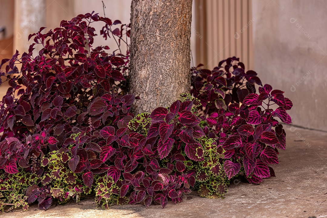 plantas roxas para jardim