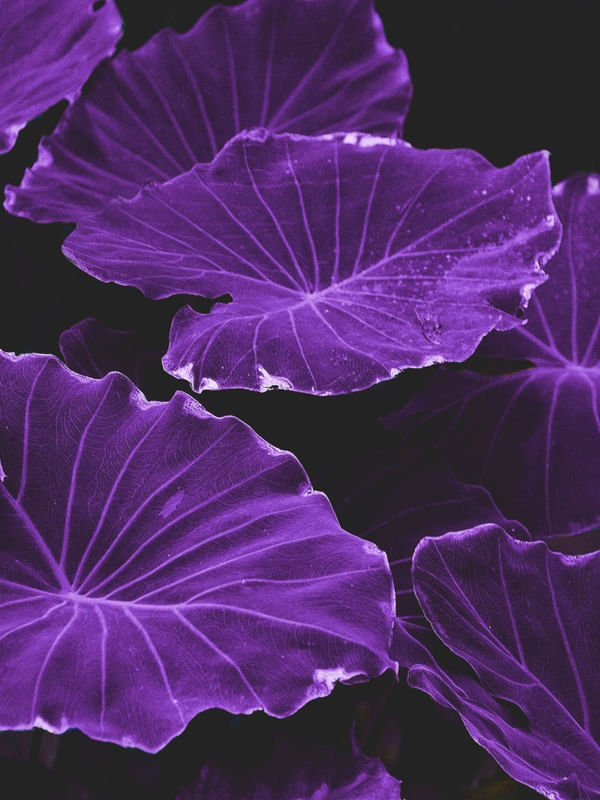 cores vibrantes no paisagismo