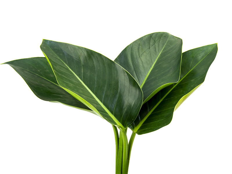 plantas de sombra com folhas verdes
