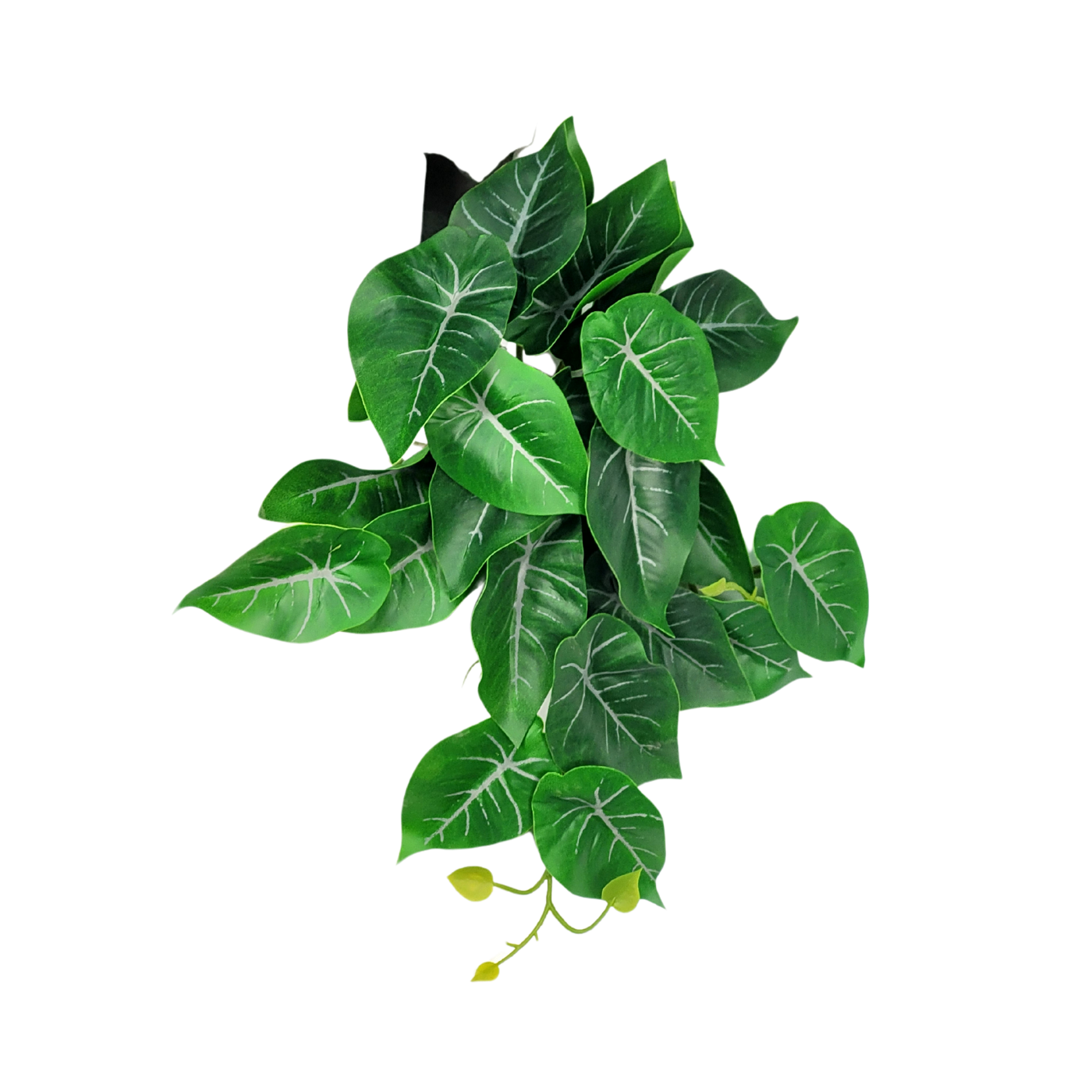 folhagens para decoração interna