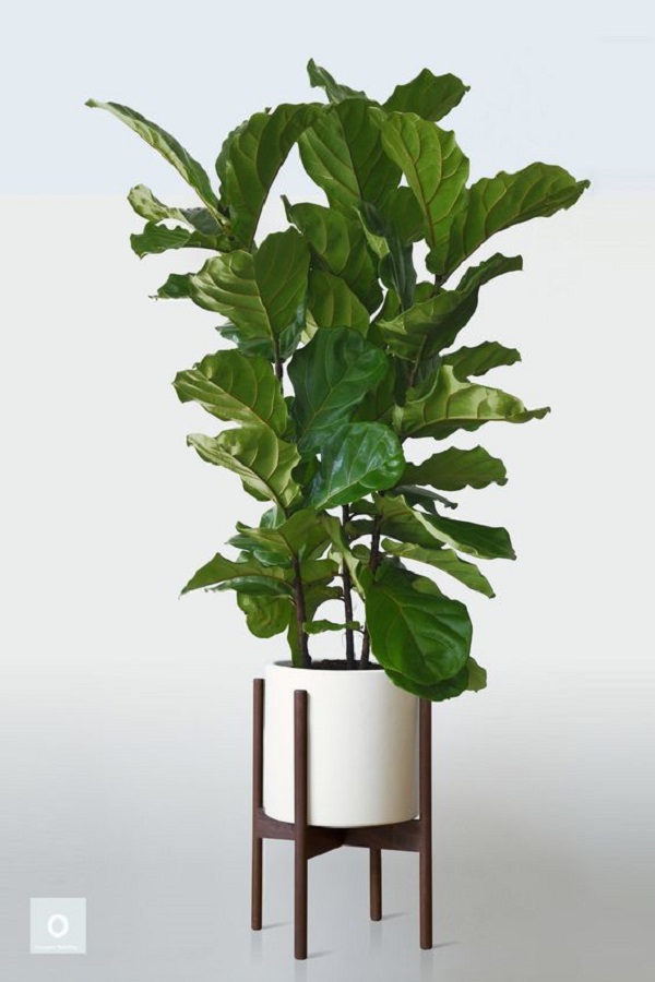 plantas resistentes ao sol com folhagem verde