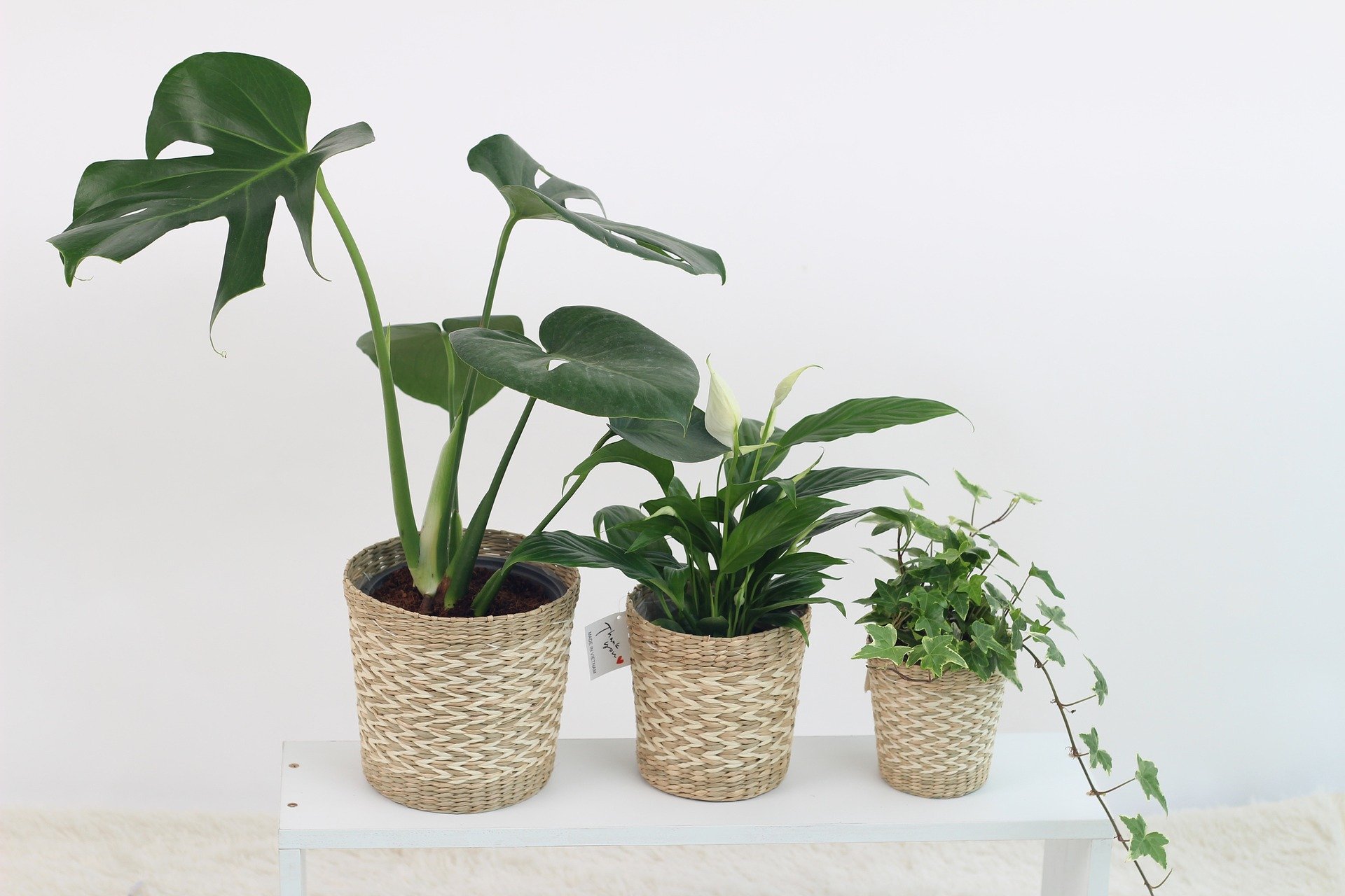 folhagens para decoração interna