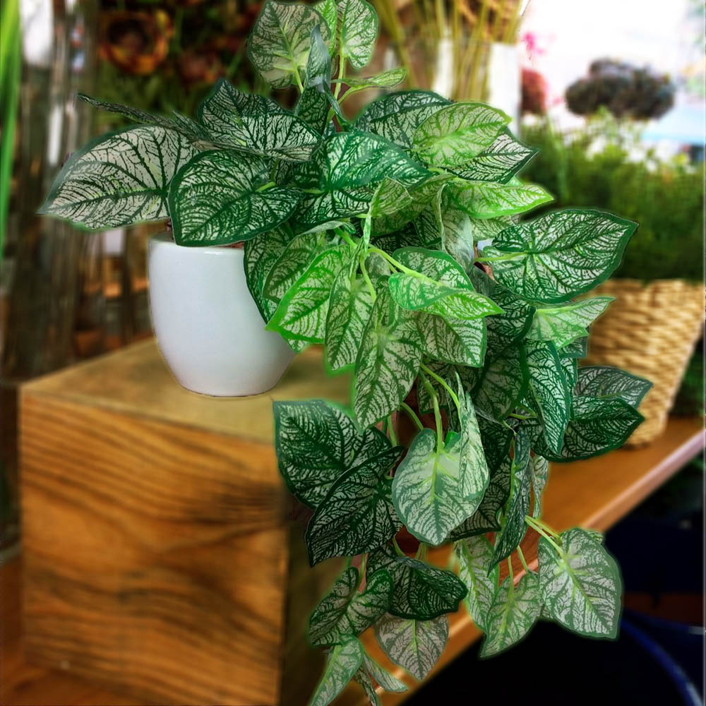 plantas de baixa manutenção com folhagem verde