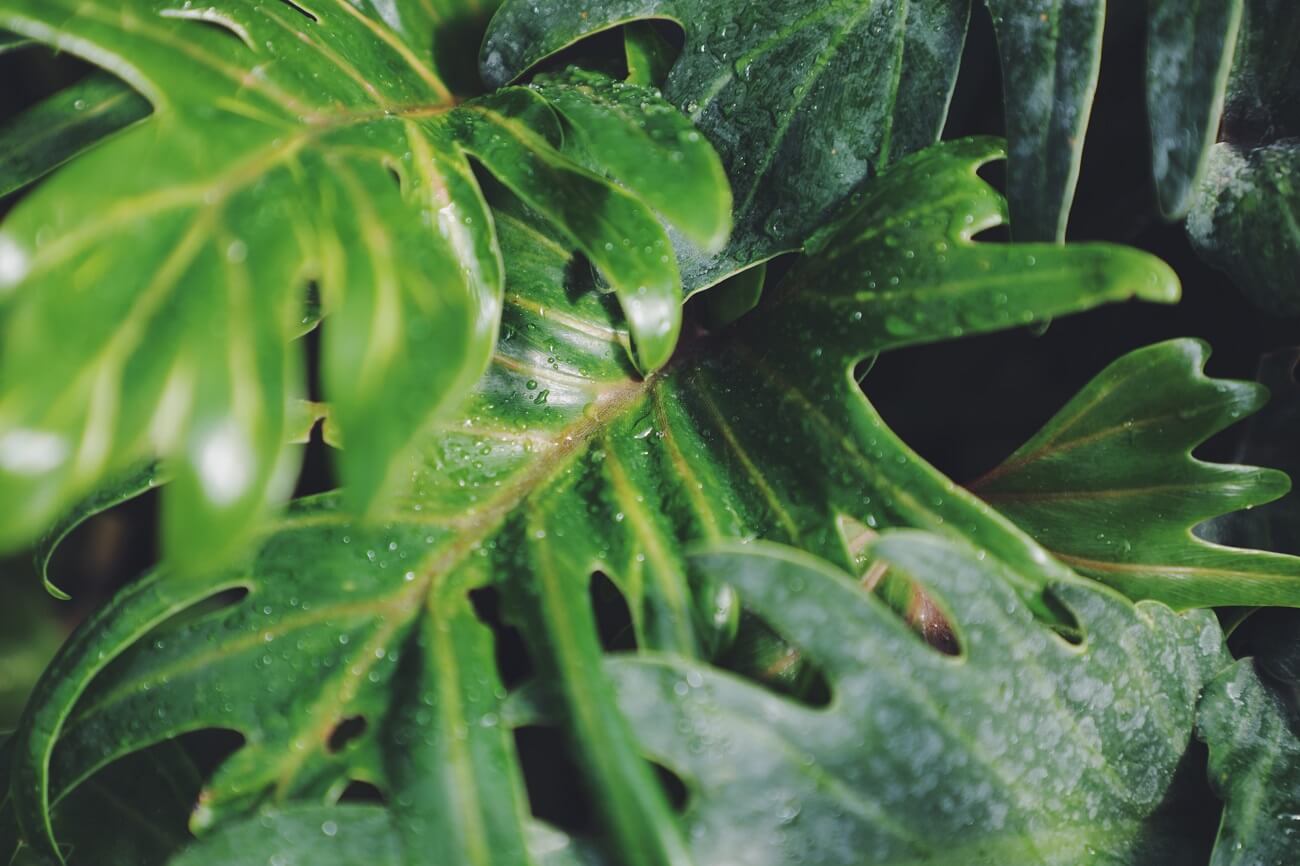folhagem verde para banheiro