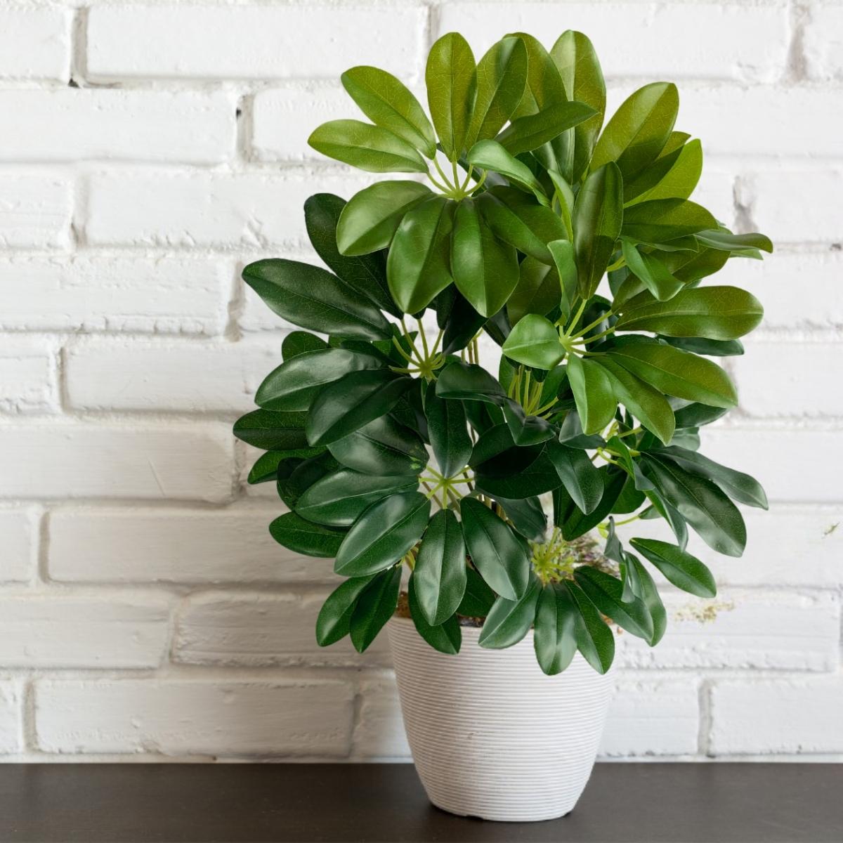onde comprar folhagem verde