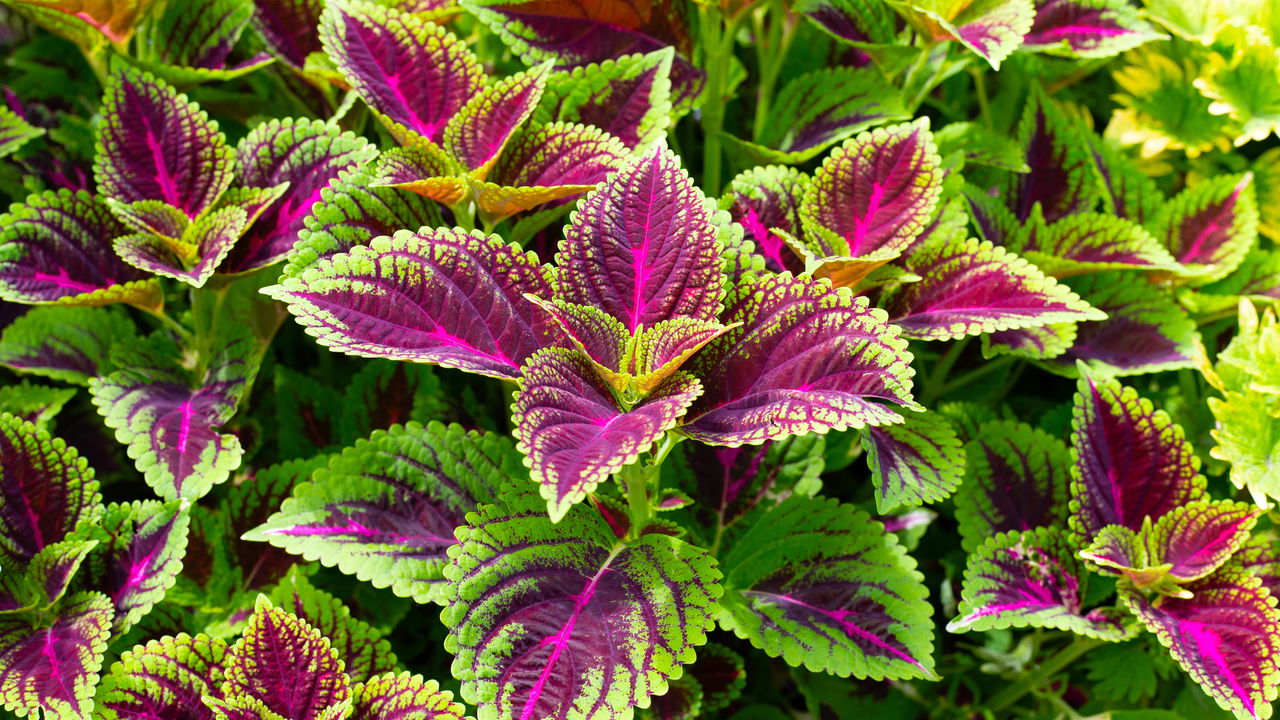 preço de mudas de folhagens coloridas