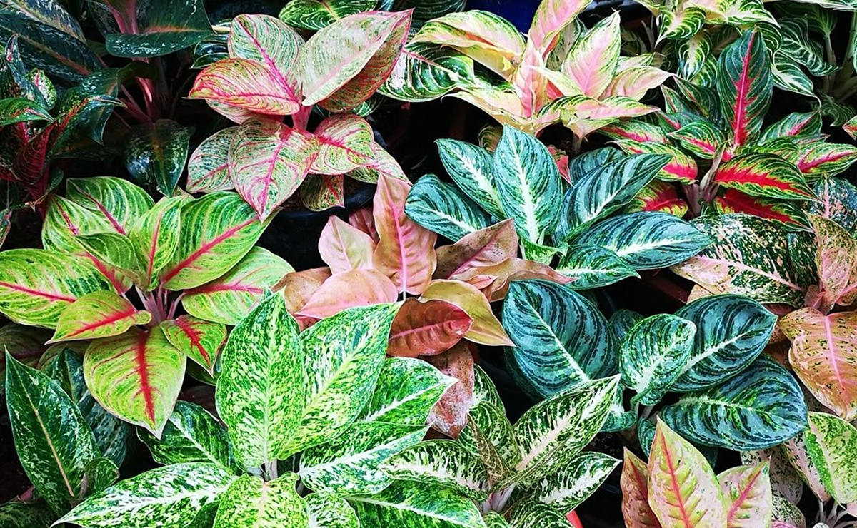 cróton vs coléus qual escolher