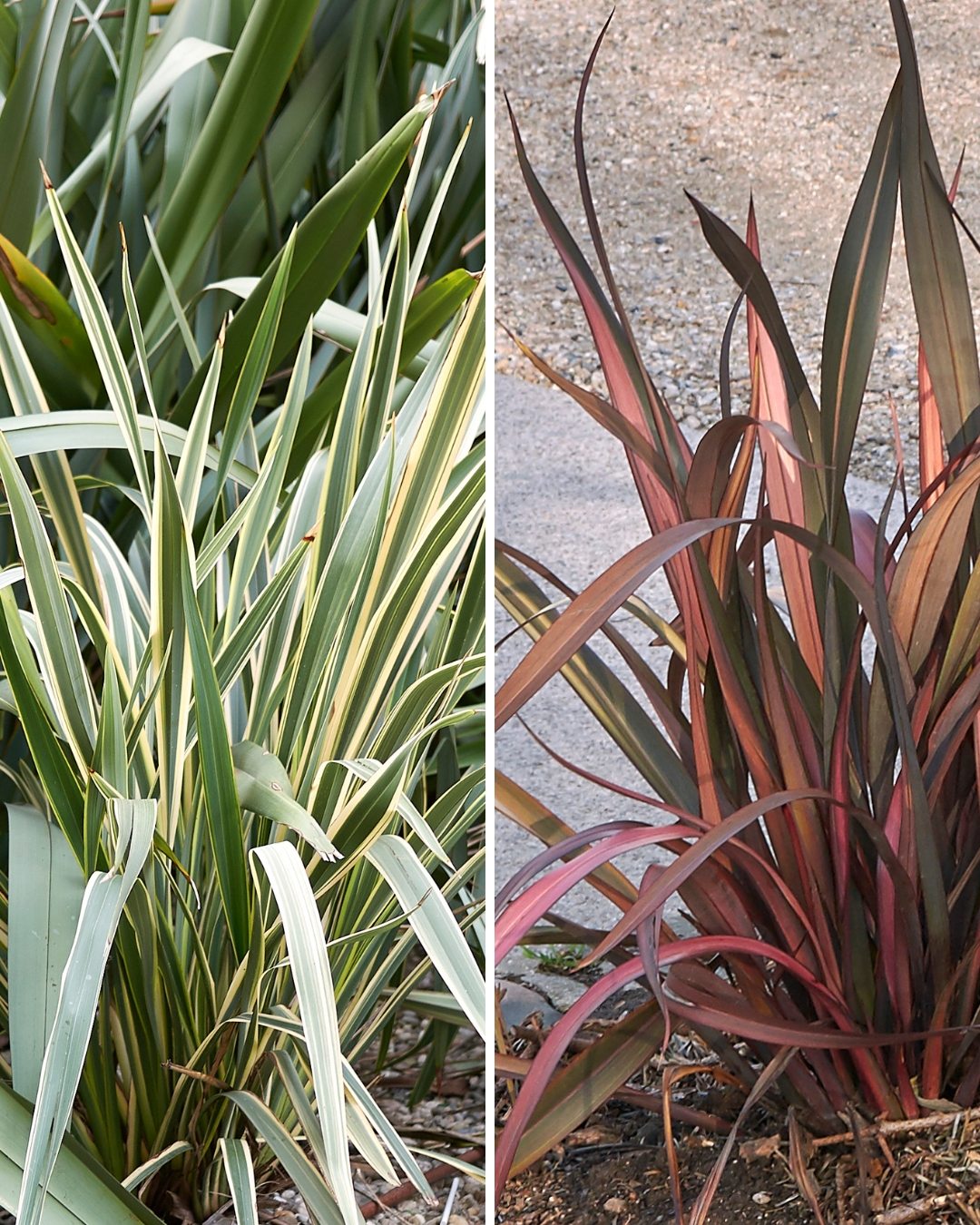 identificar folhagem colorida