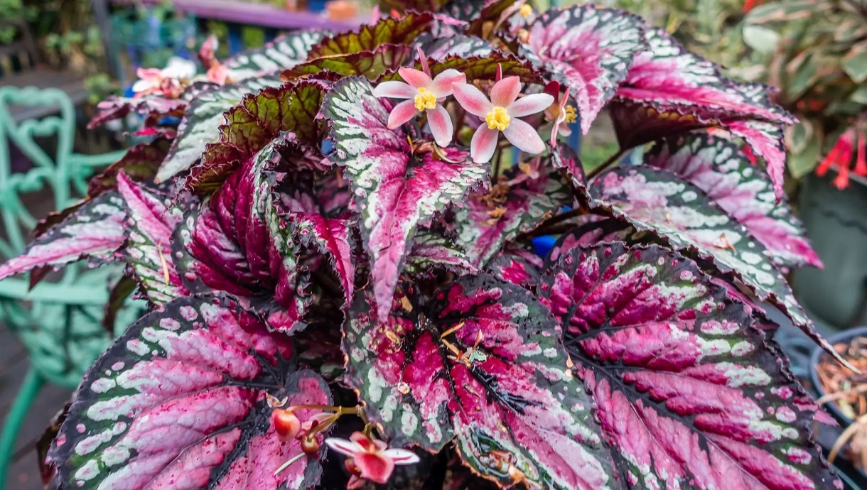 folhagens coloridas para jardim