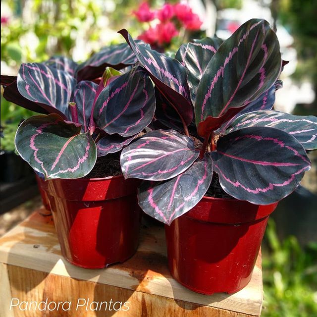 plantas com folhas coloridas