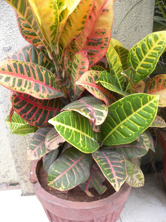 folhagens coloridas para interiores