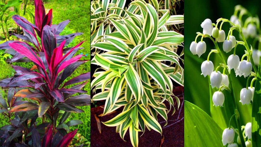 plantas que não são verdes