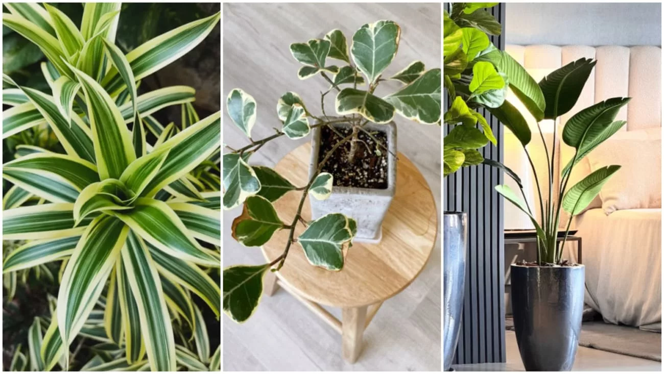 plantas que não precisam de sol direto