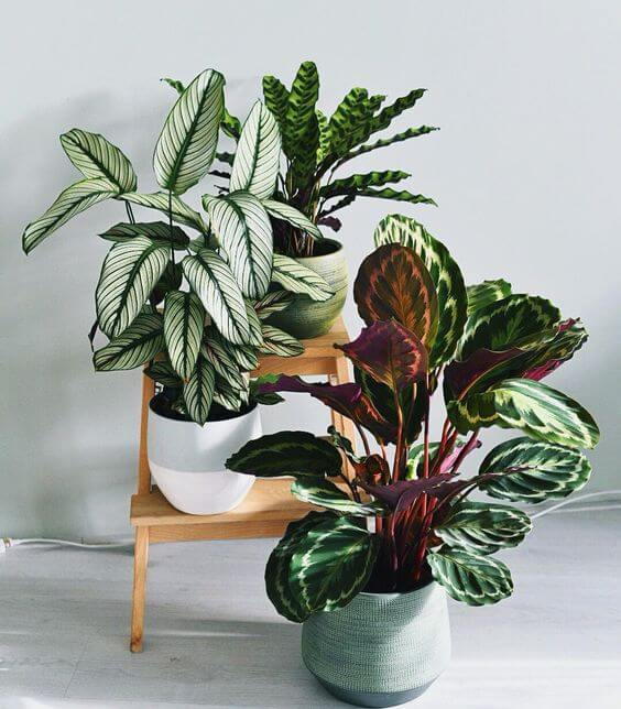 plantas que melhoram a qualidade do ar interior