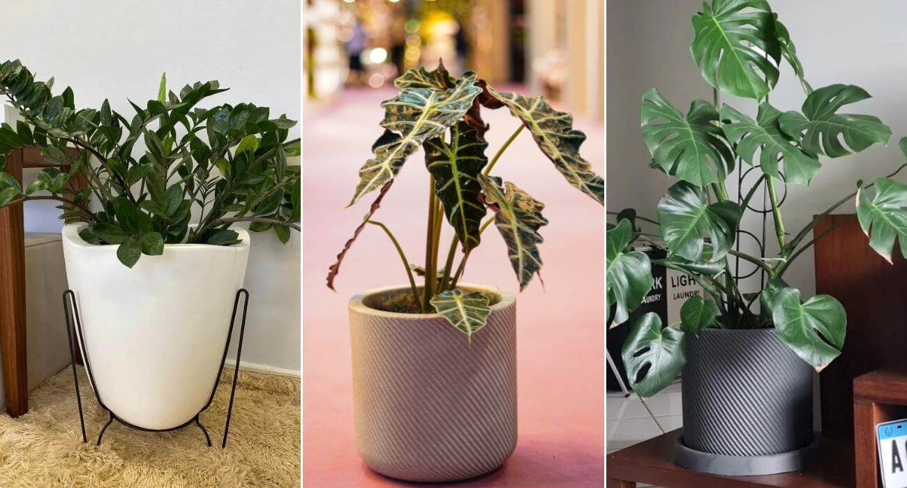 plantas de sombra para interior