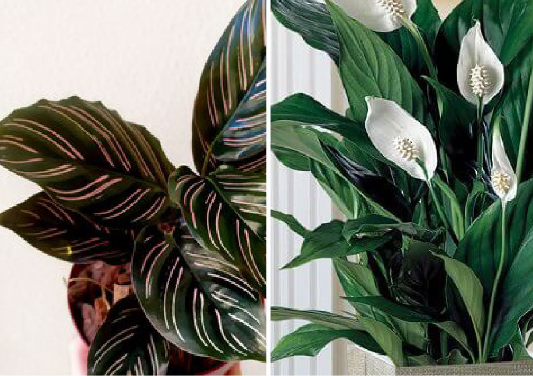 plantas que purificam o ar interior