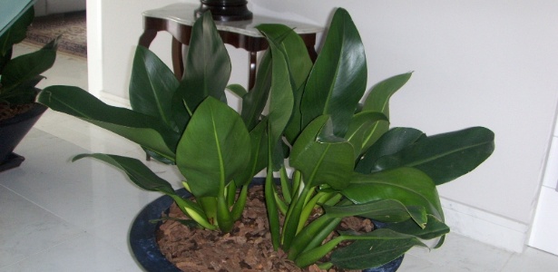 plantas fáceis de cuidar em casa