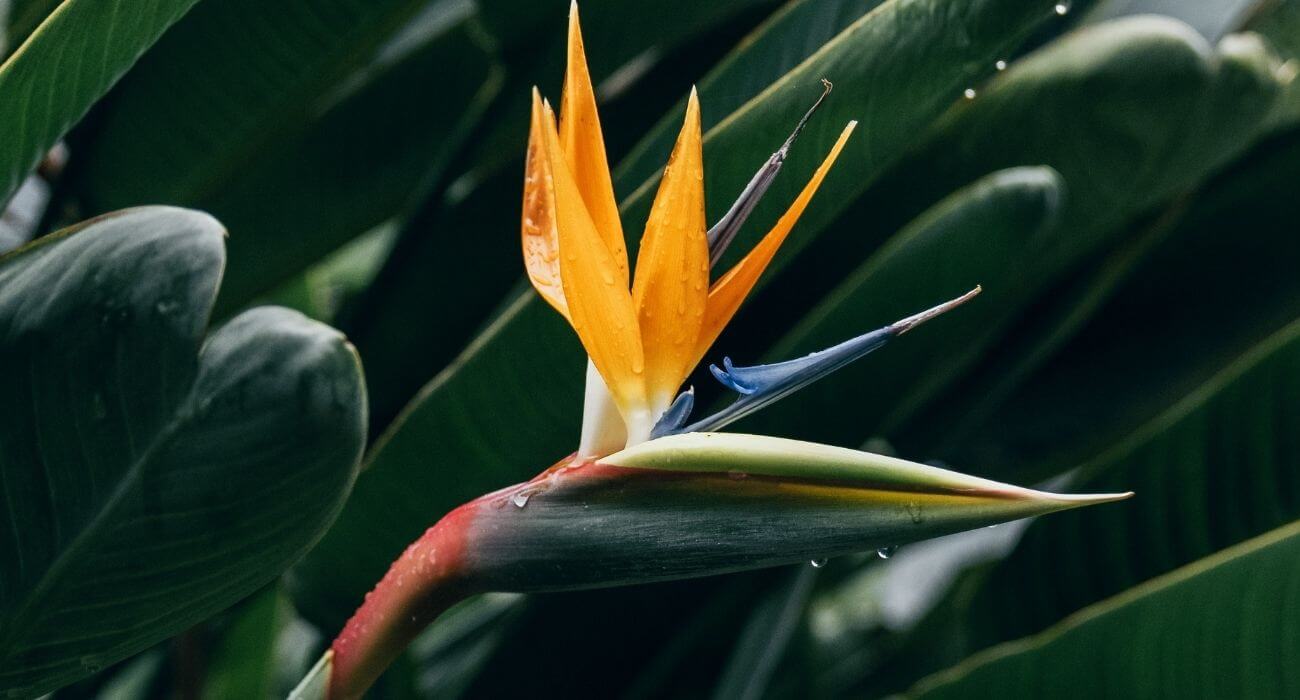 folhagens coloridas para jardim