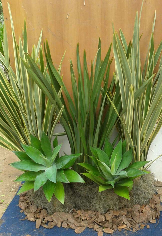 plantas para canteiros