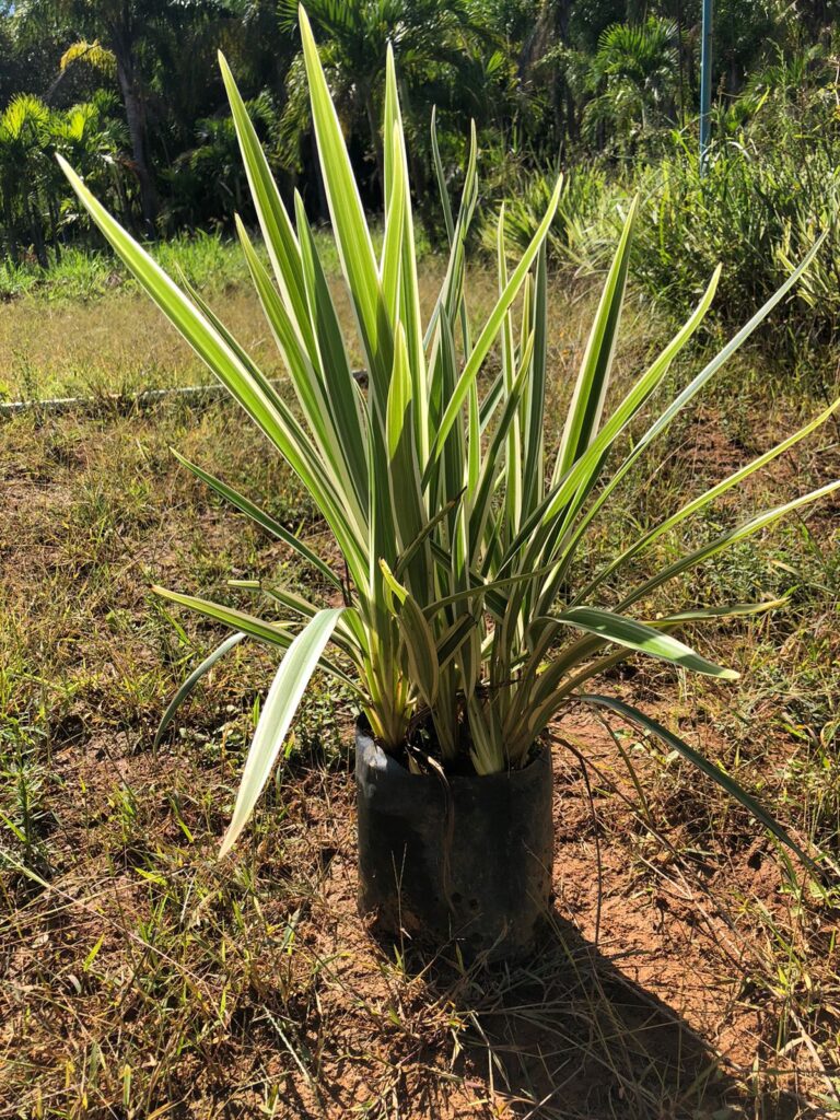 plantas para varandas