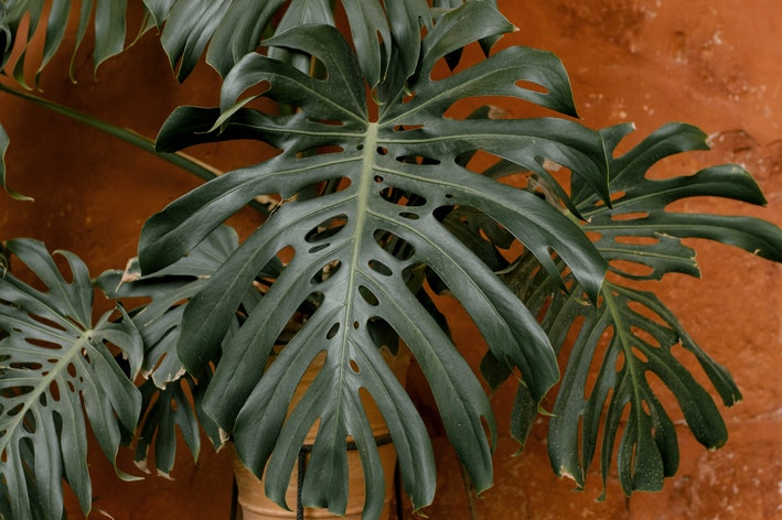 plantas para jardins modernos