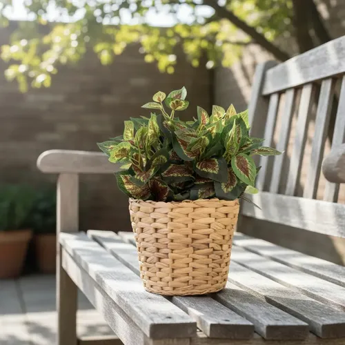 plantas para jardins contemporâneos