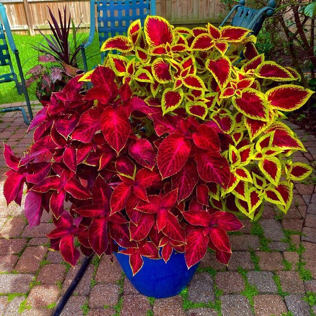 plantas que dão altura ao jardim