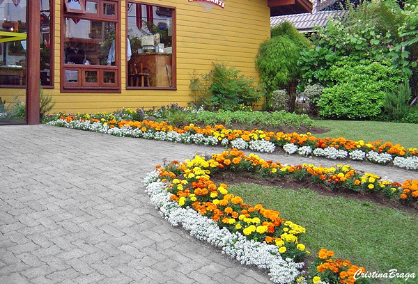 plantas com flores exóticas