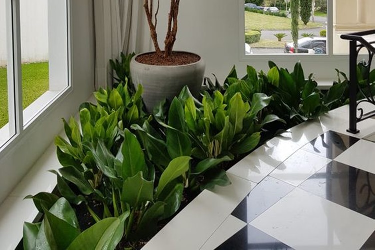 plantas de sombra para jardim