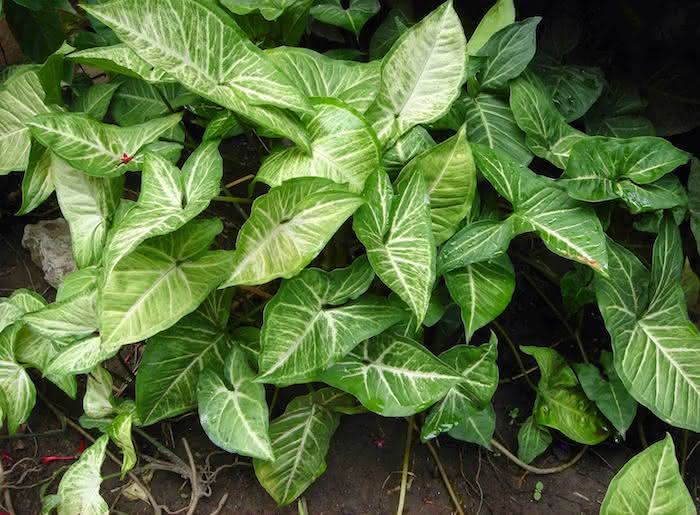 plantas com folhas estampadas