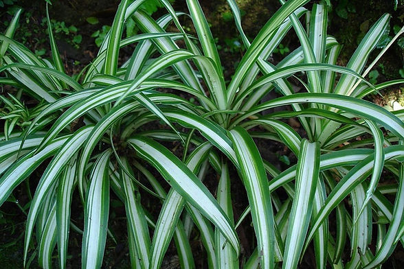 forrações para jardim com flores coloridas