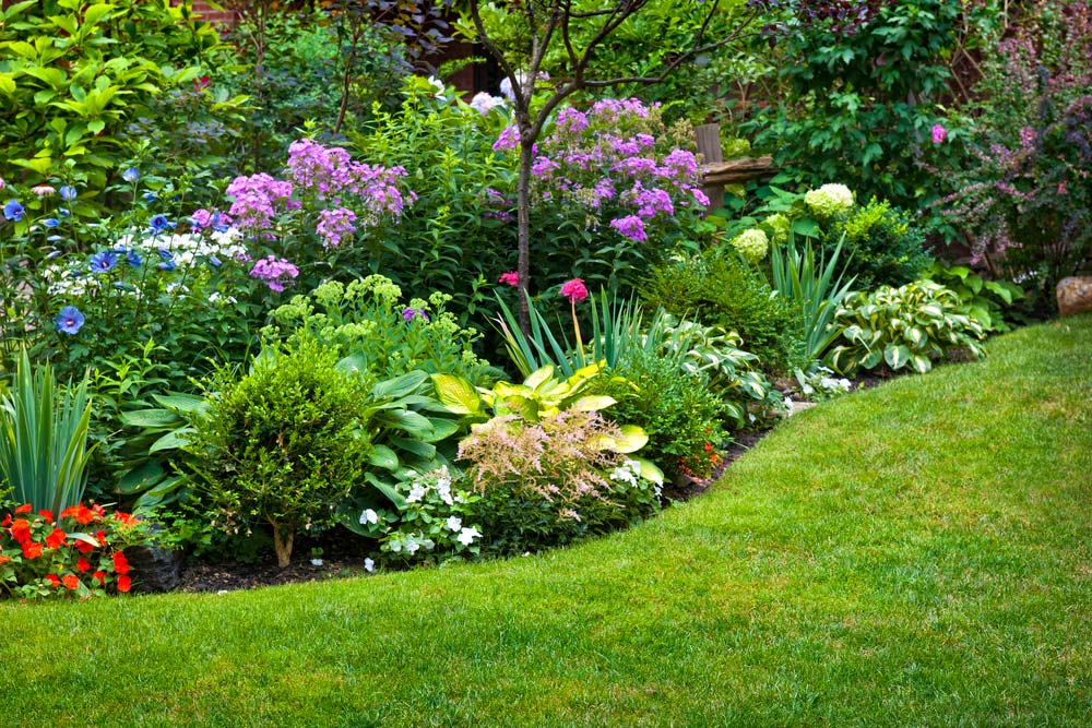 forrações para jardim de baixa manutenção