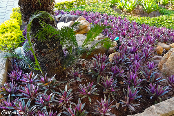 plantas forrações para sol pleno