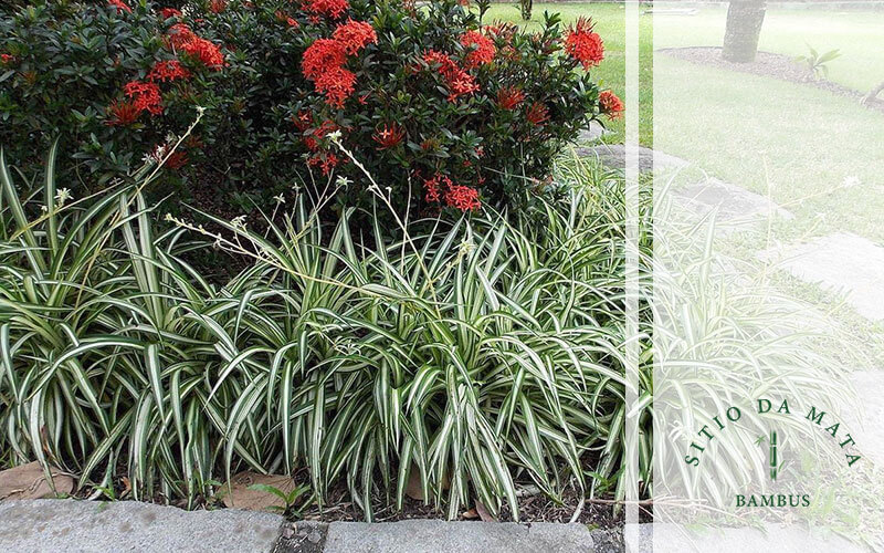 coberturas mortas para jardim