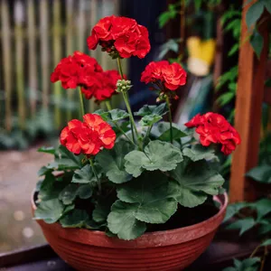 Pelargonium peltatum