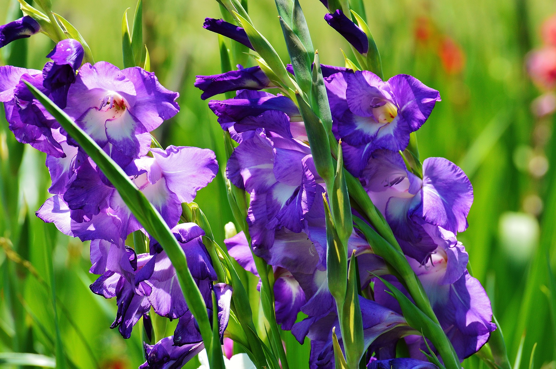 Gladiolus L.