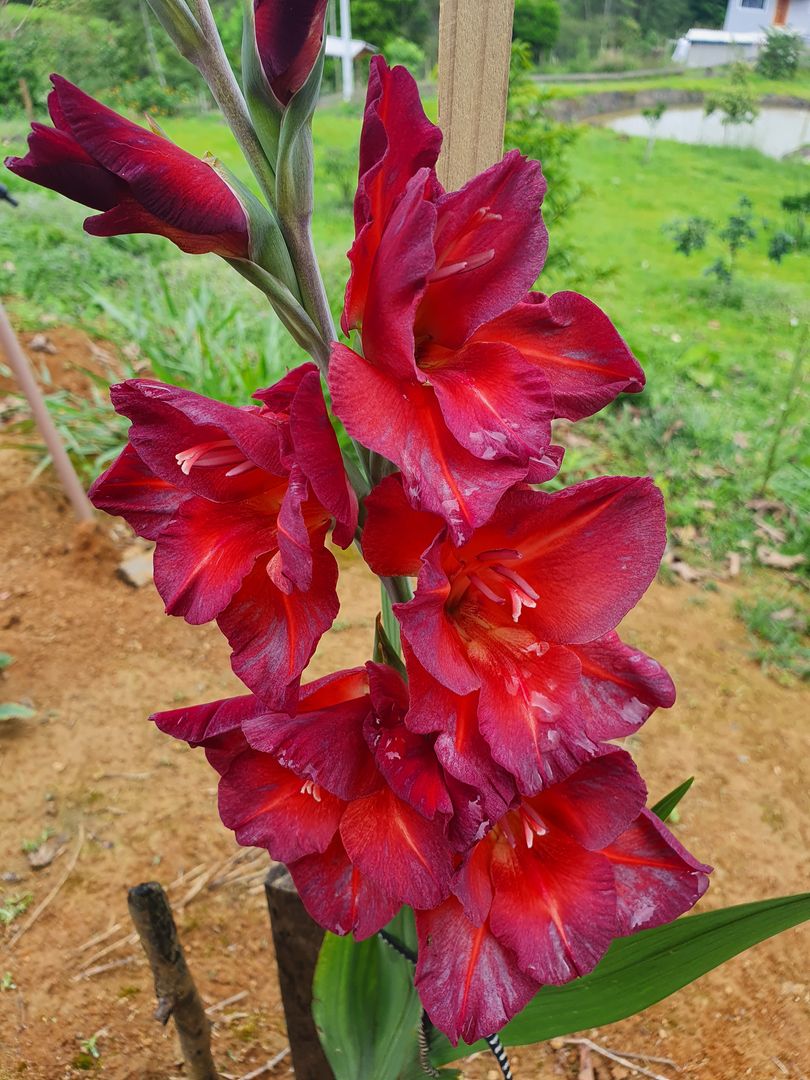 flor de espada