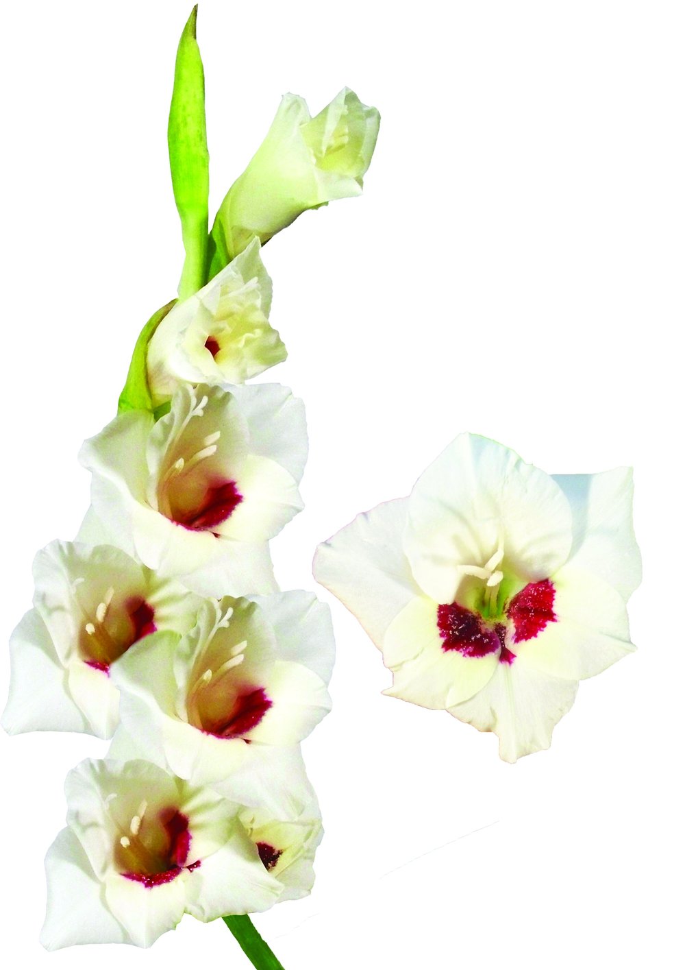 flor de trombeta
