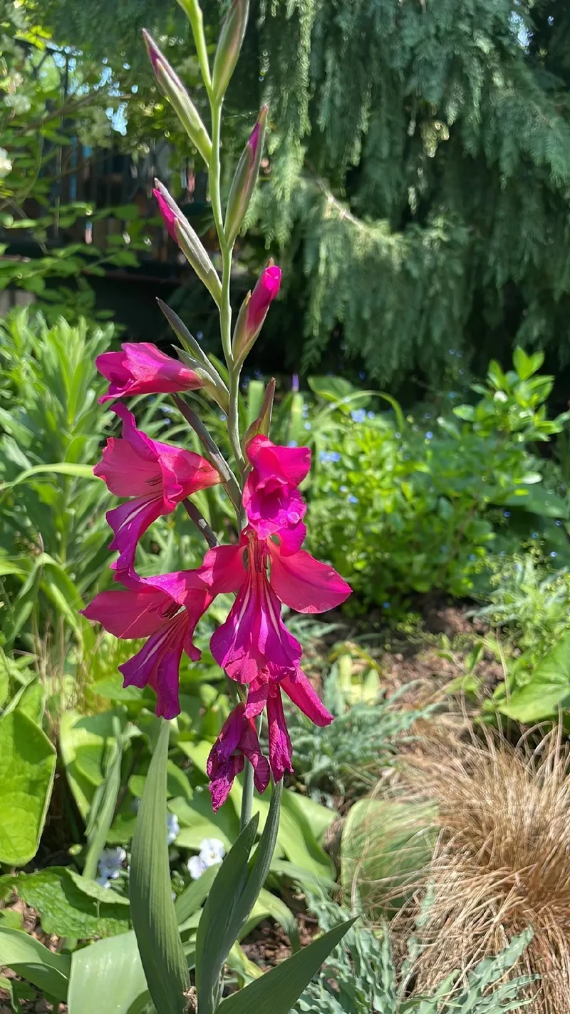 flores para oferenda