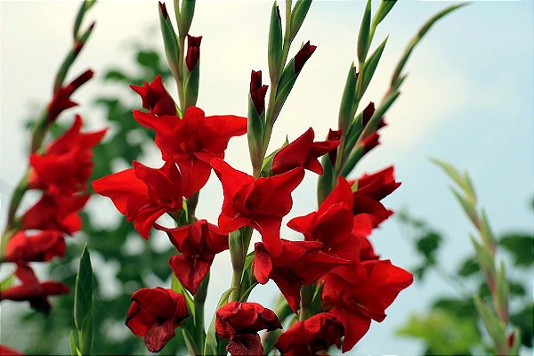 flores para formaturas