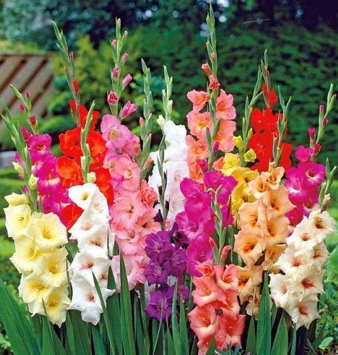 Gladiolus L.