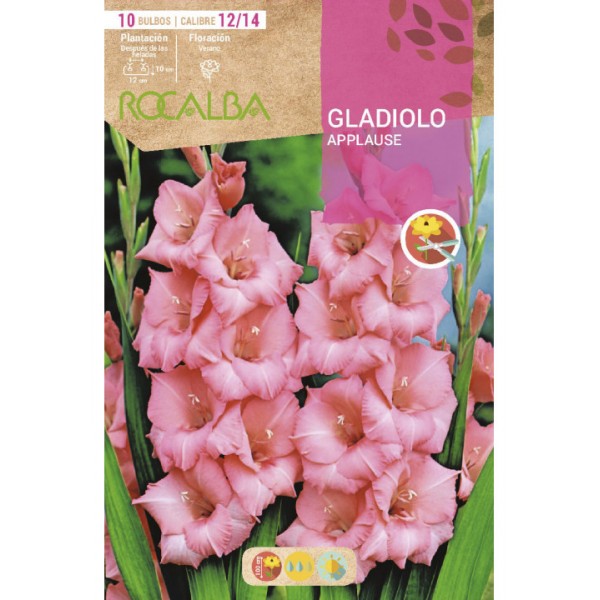 Gladiolus hortulanus
